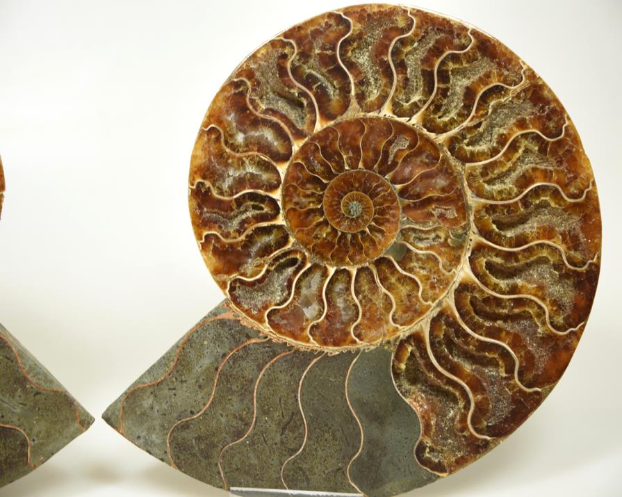 Large Ammonite Pair 17.2cm