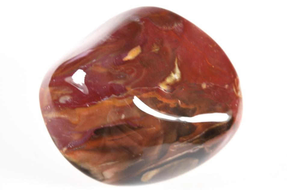 Large Fossil Wood Pebble 9.1cm