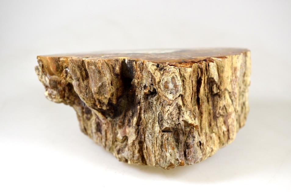 Fossilised Wood Branch End 12.4cm