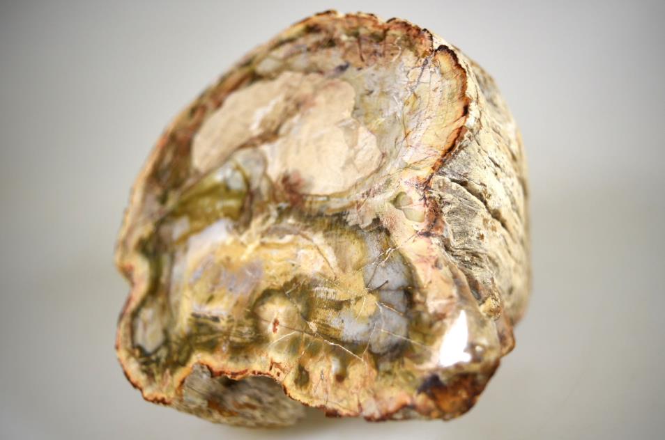 Large Fossilised Wood Branch End 14cm