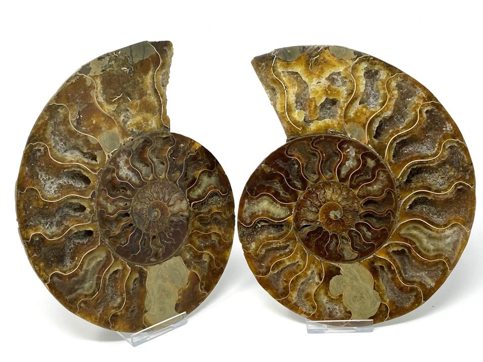 Large Ammonite Pair 18.4cm
