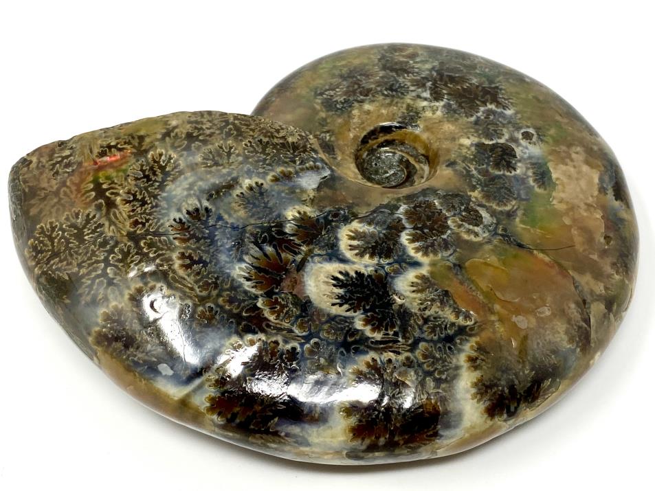 Large Red Iridescent Ammonite Fossil 11.5cm