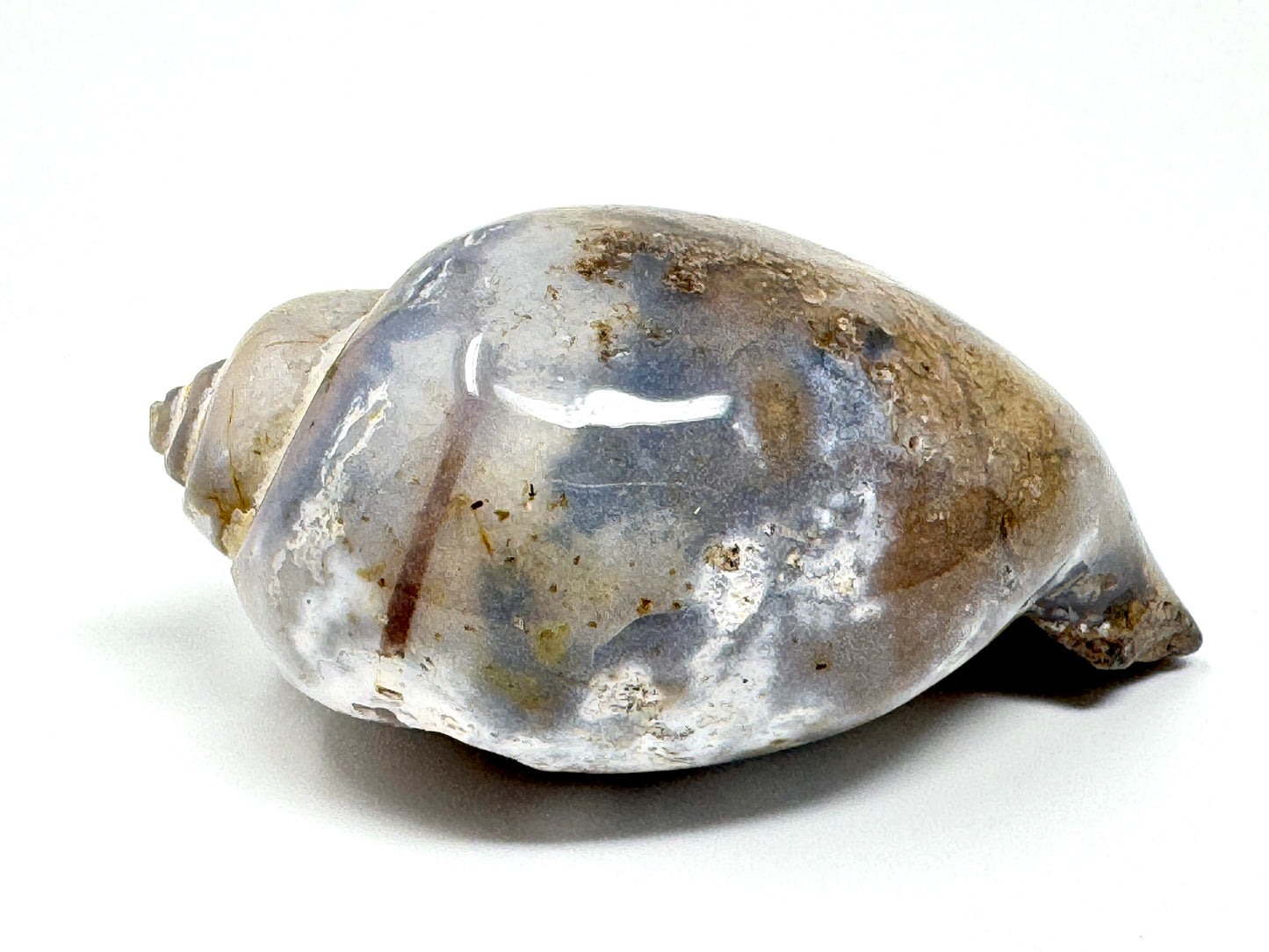 Druzy Agatized Gastropod Fossil Polished 5.6cm