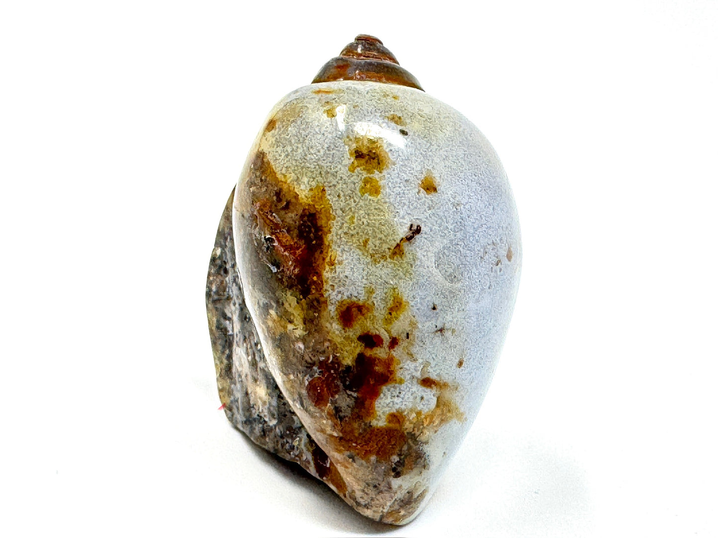 Agatized Gastropod Fossil Polished 3.8cm