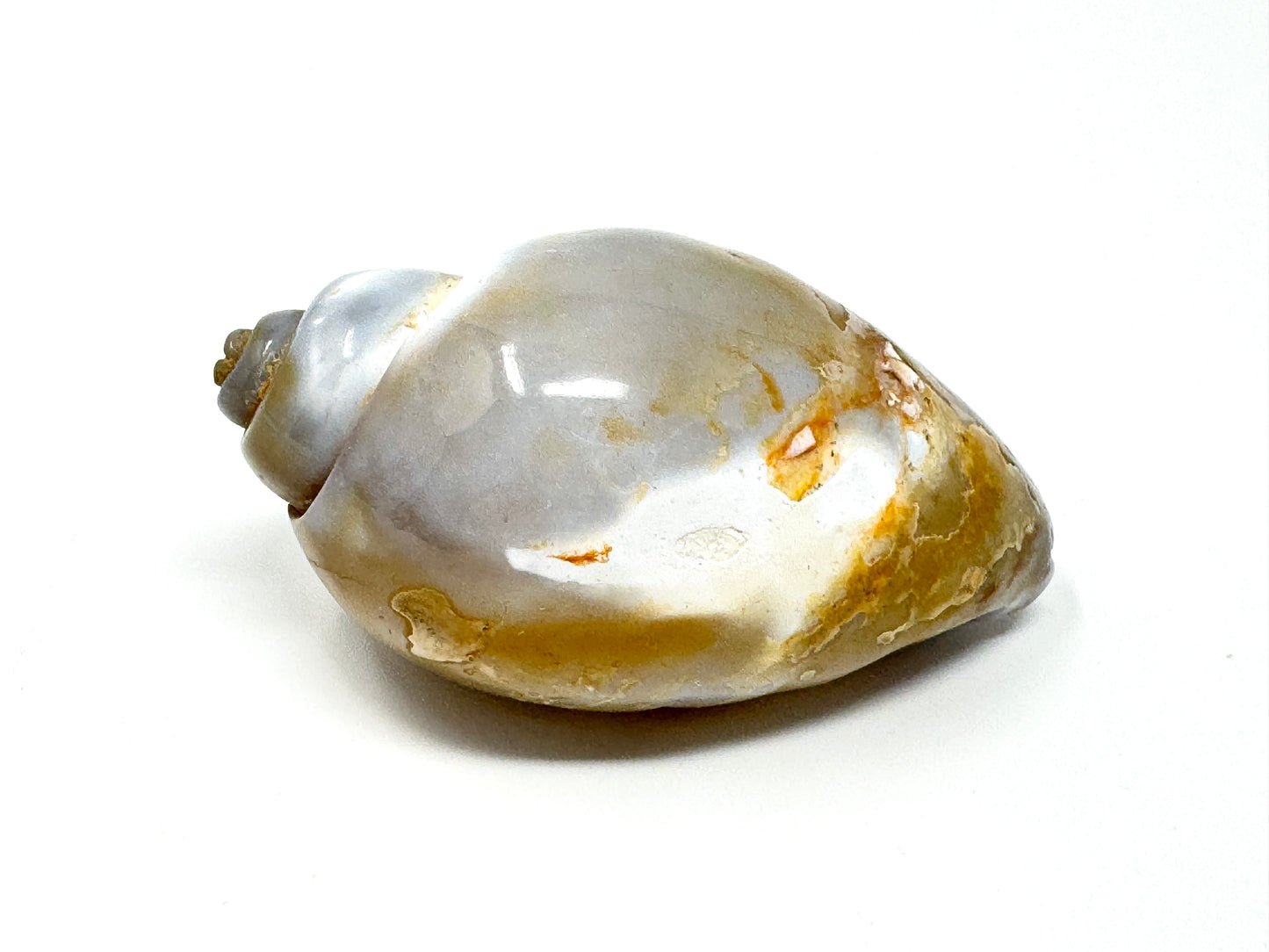 Agatized Gastropod Fossil Polished 5.2cm