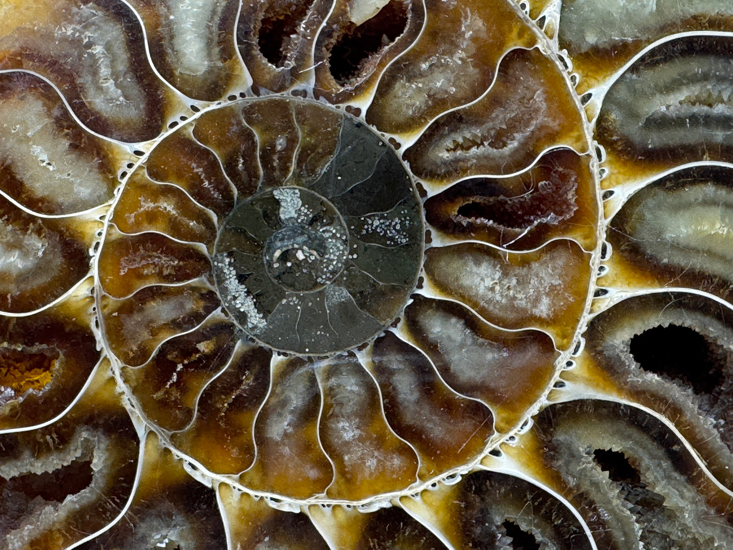 Ammonite Pair 13.8cm
