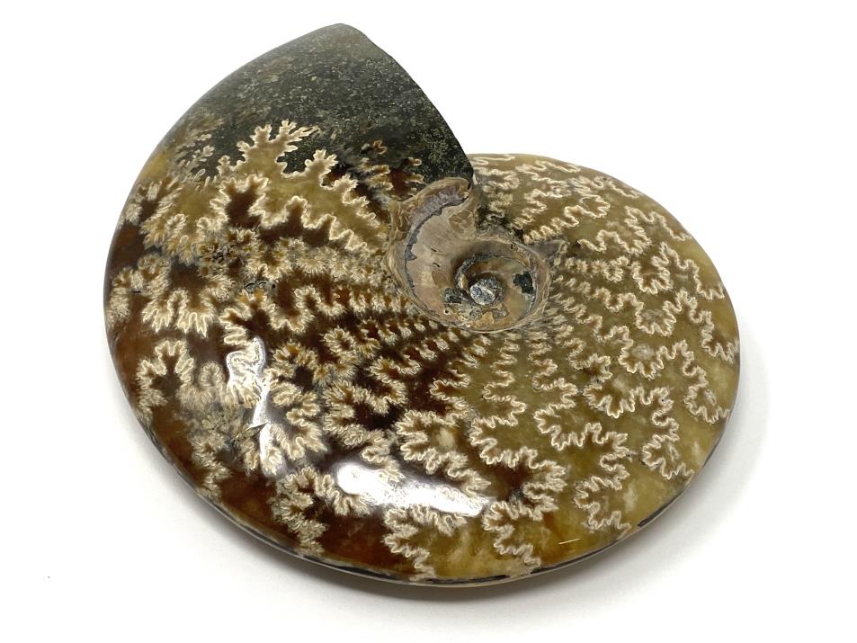 Large Ammonite Cleoniceras Polished 14cm
