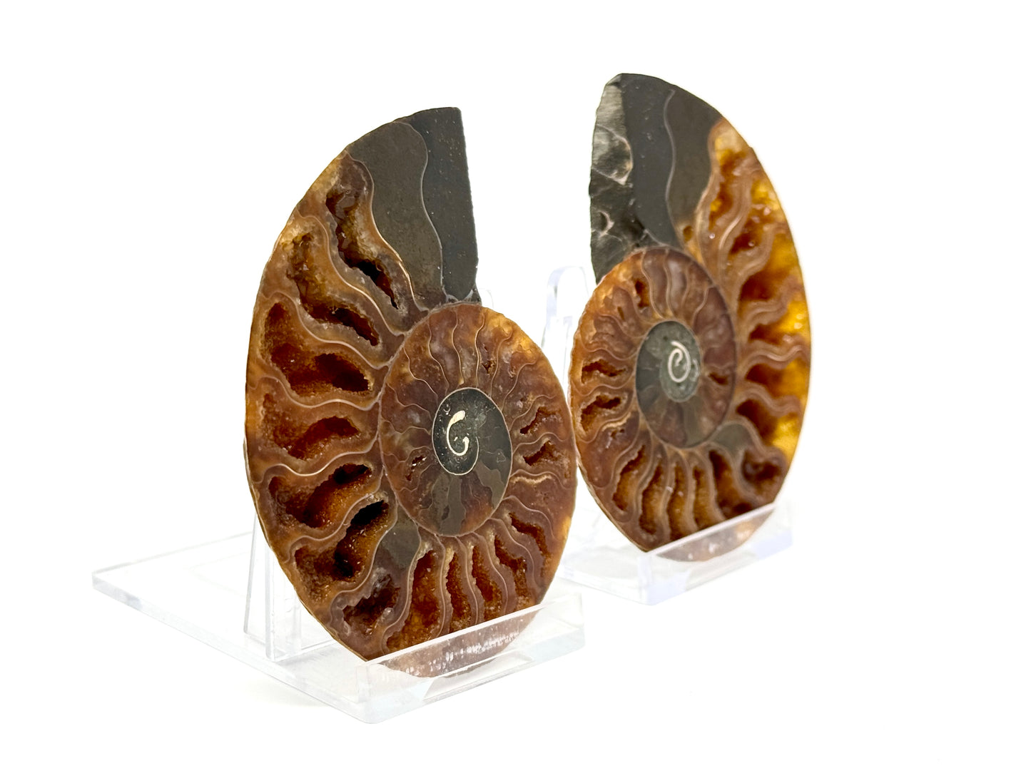 Ammonite Pair 7.9cm