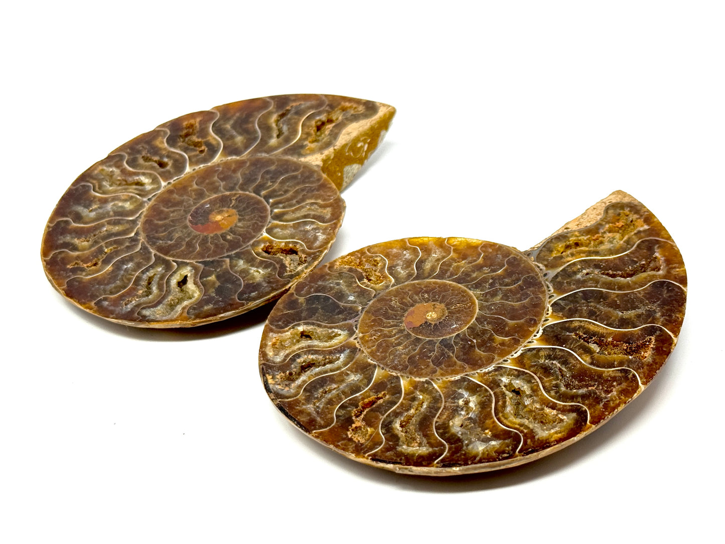 Ammonite Pair 10cm