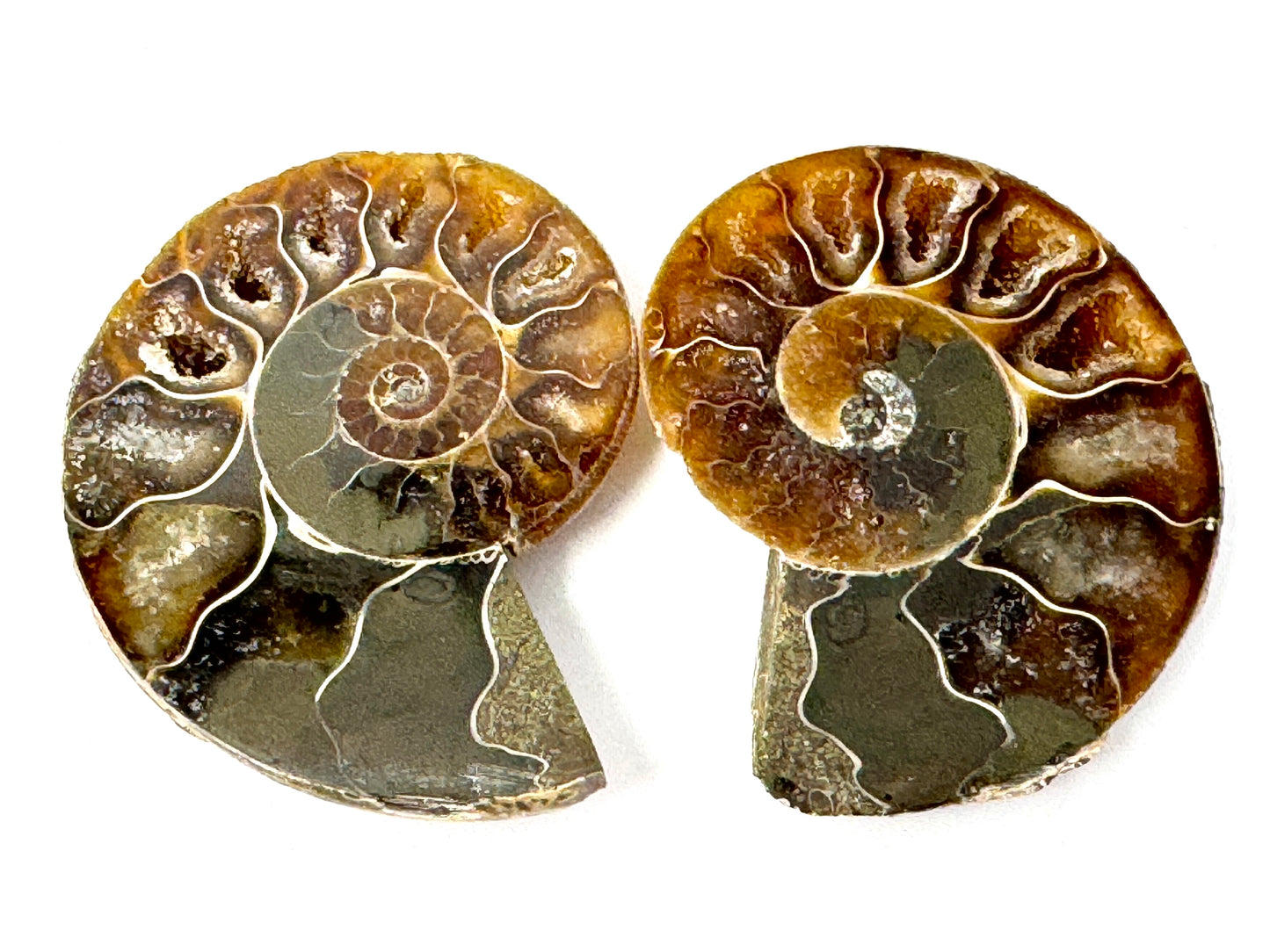 Ammonite Pair 5cm