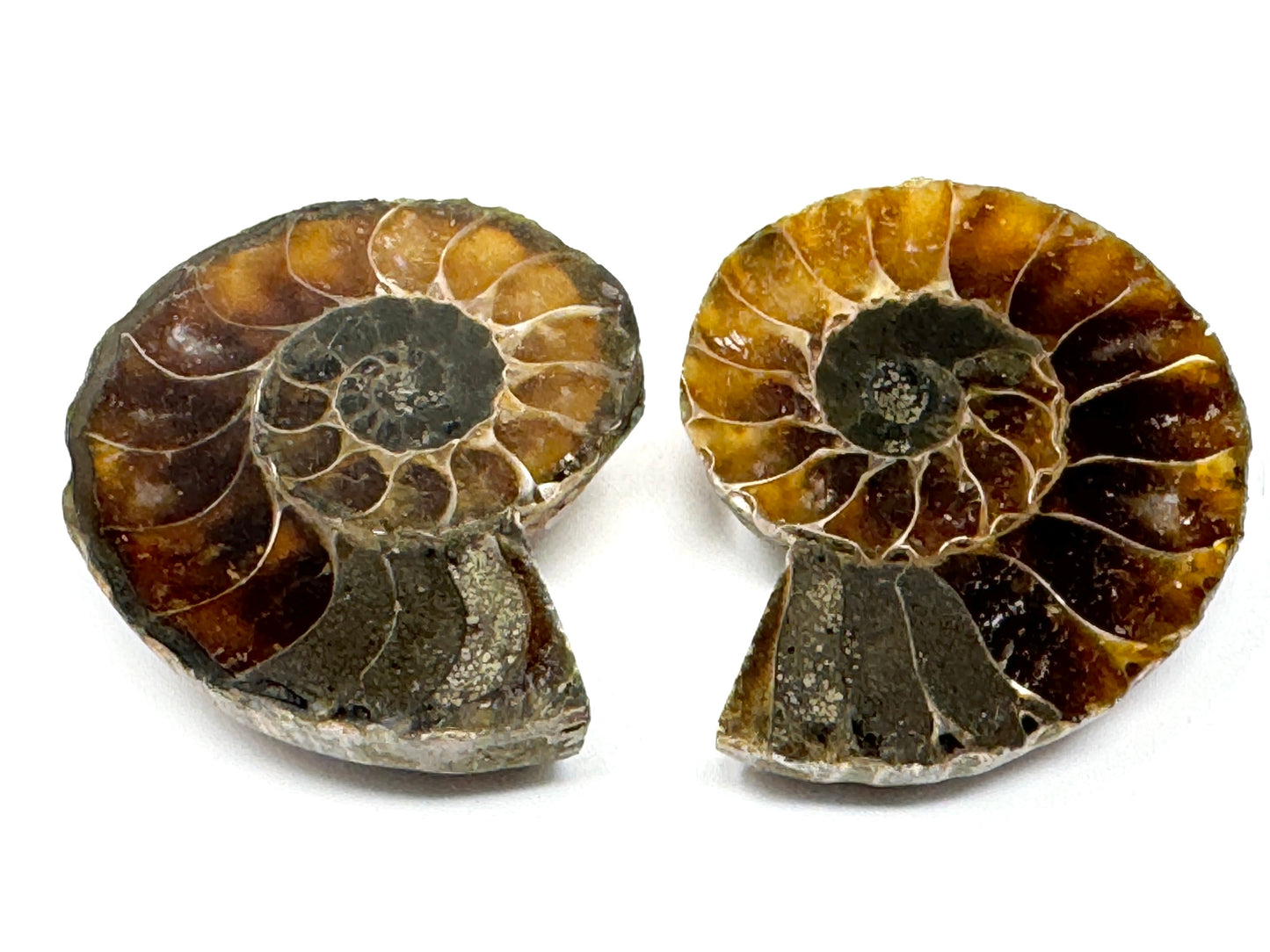Ammonite Pair 4.6cm