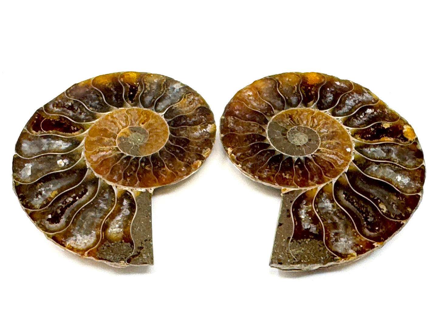 Ammonite Pair 4.9cm