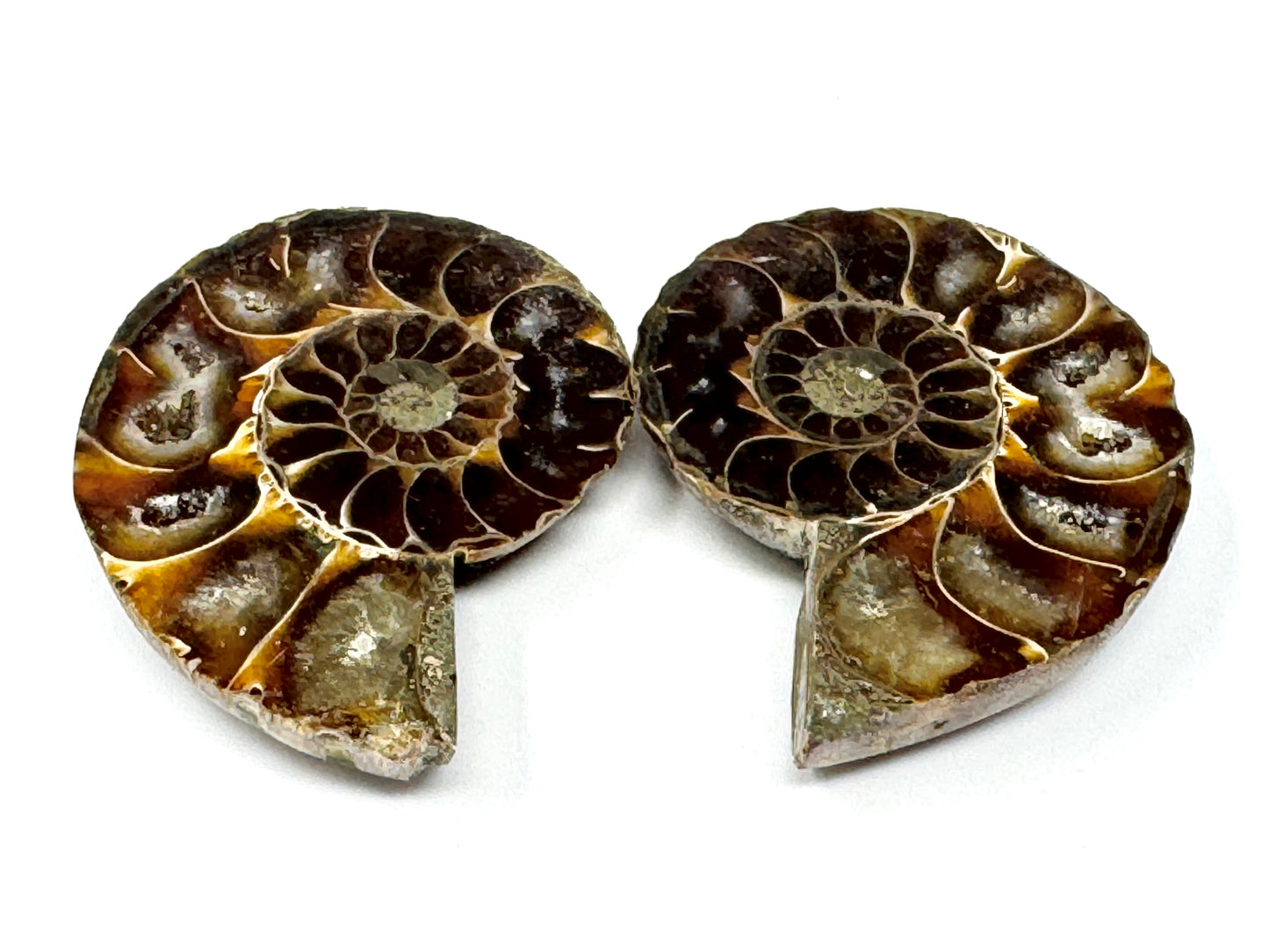 Ammonite Pair 5.6cm
