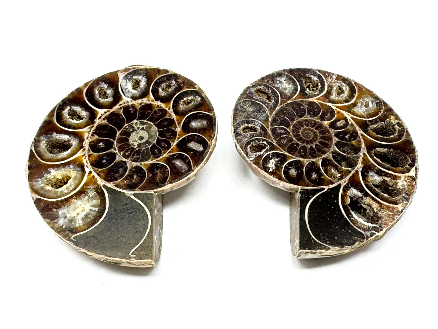 Ammonite Pair 6.5cm