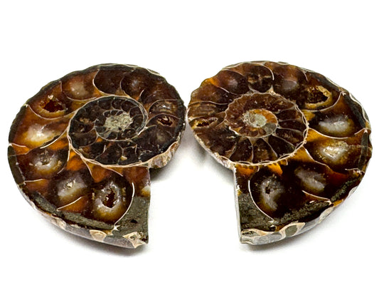 Ammonite Pair 4.4cm