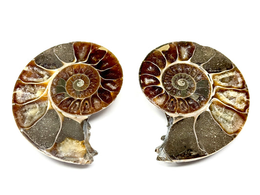 Ammonite Pair 6.9cm