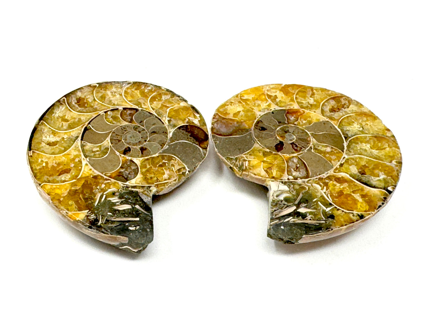 Ammonite Pair 4.4cm