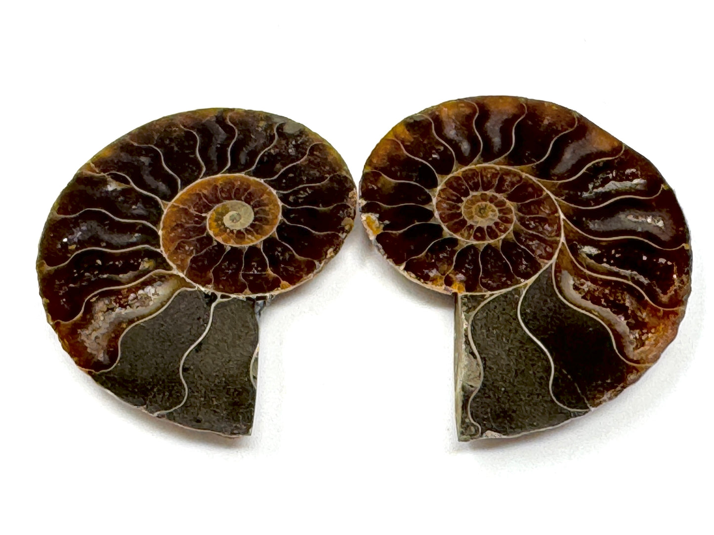 Ammonite Pair 4.1cm