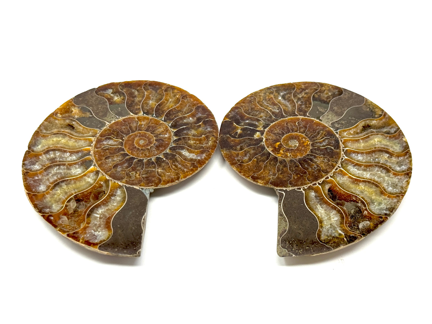 Ammonite Pair 8.5cm