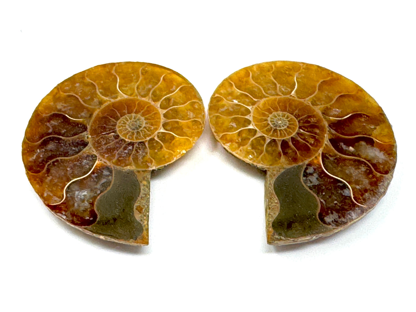 Ammonite Pair 4.1cm