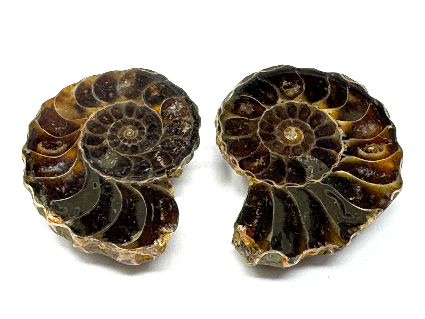 Ammonite Pair 4.3cm
