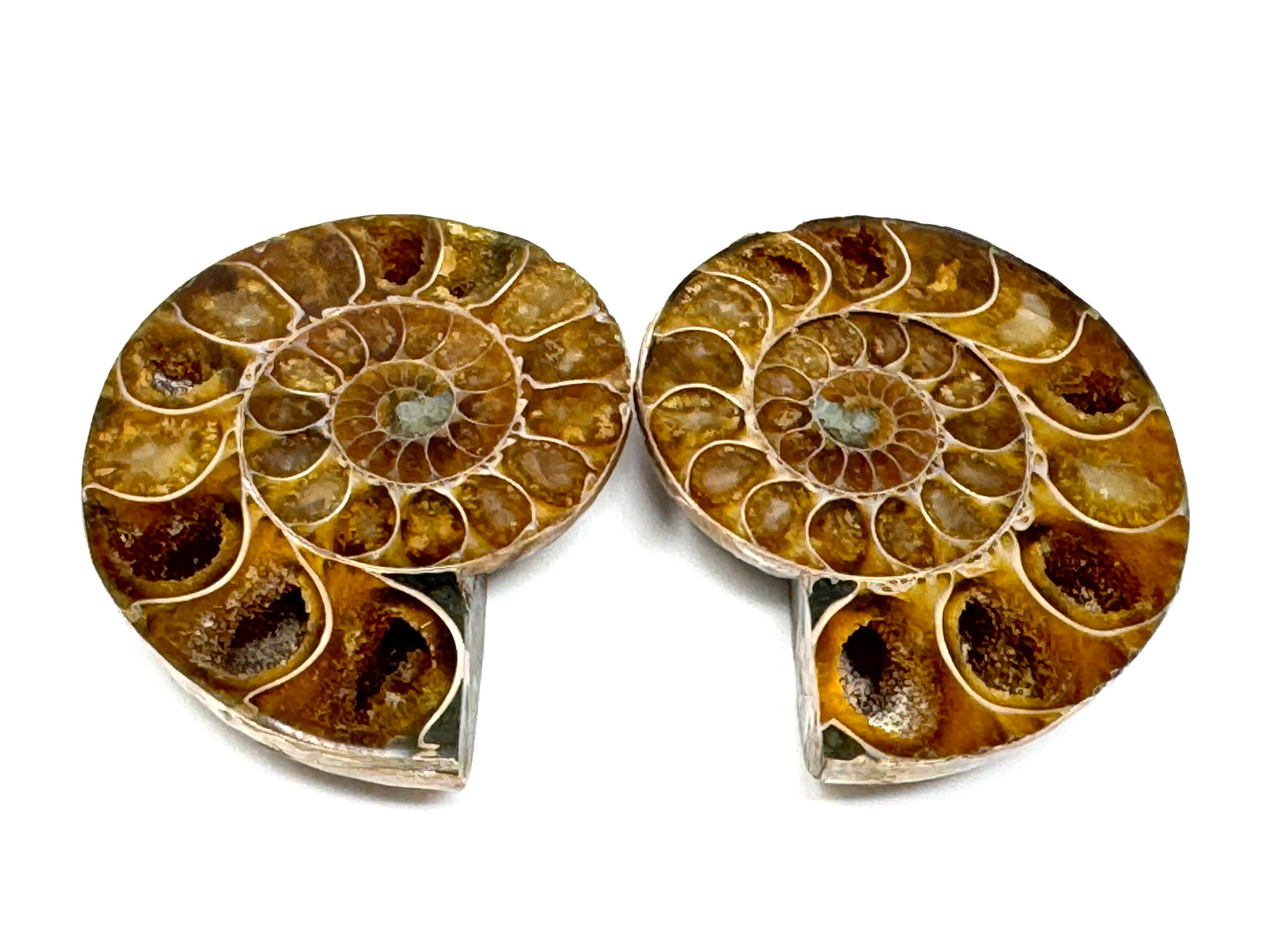 Ammonite Pair 5.7cm