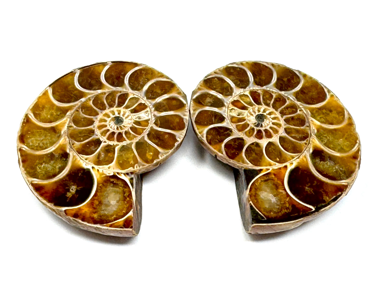 Ammonite Pair 5.4cm