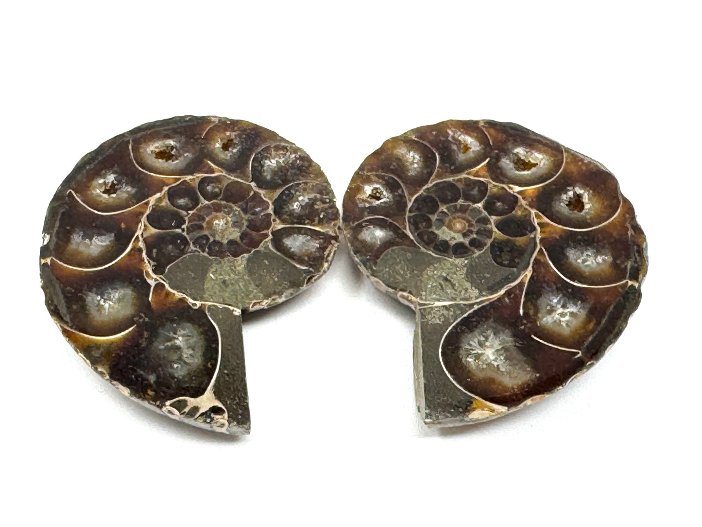 Ammonite Pair 5.2cm