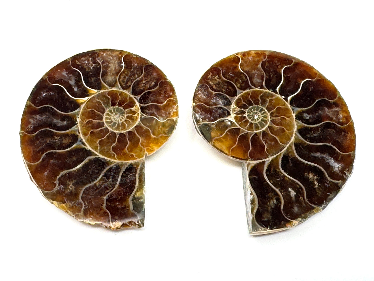 Ammonite Pair 3.8cm