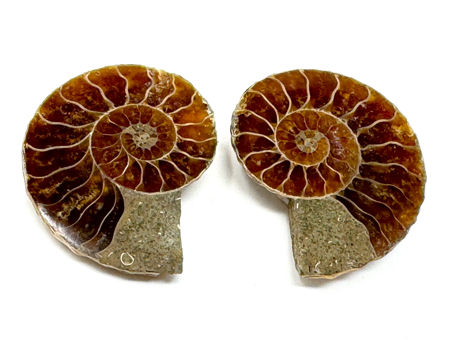 Ammonite Pair 3.7cm