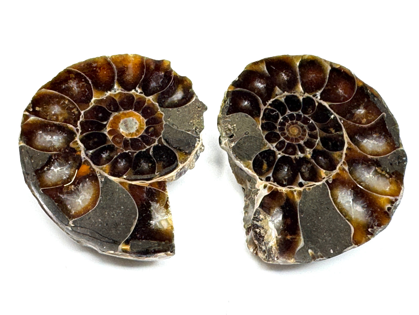 Ammonite Pair 3.7cm