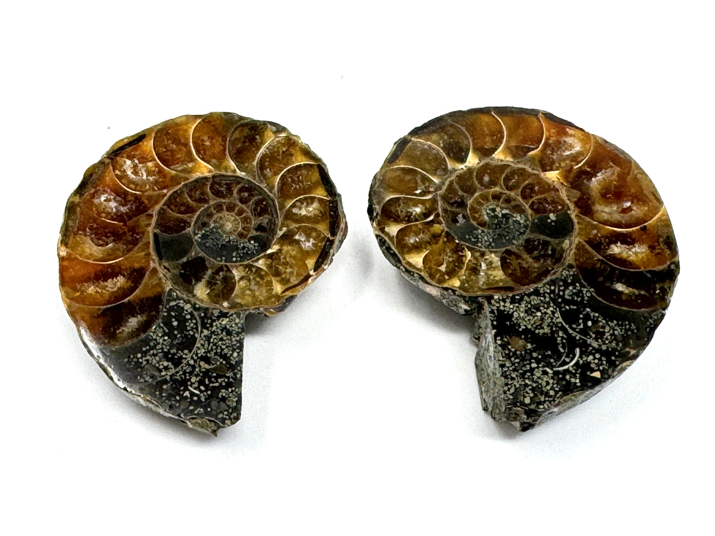 Ammonite Pair 3.8cm