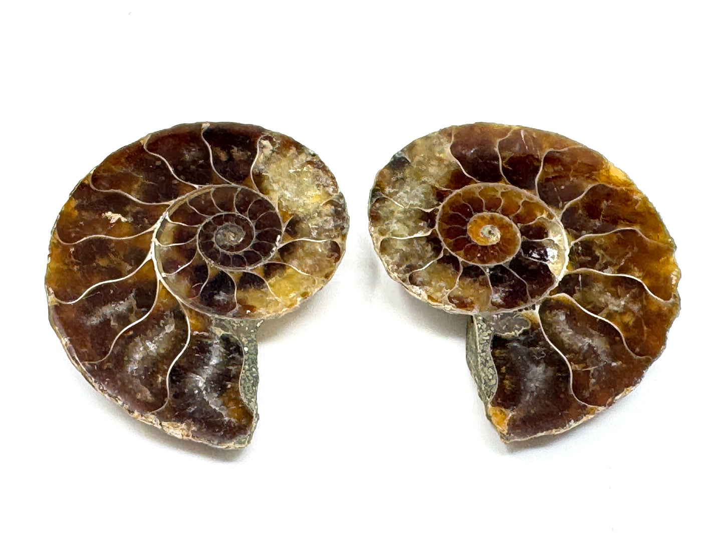Ammonite Pair 3.9cm