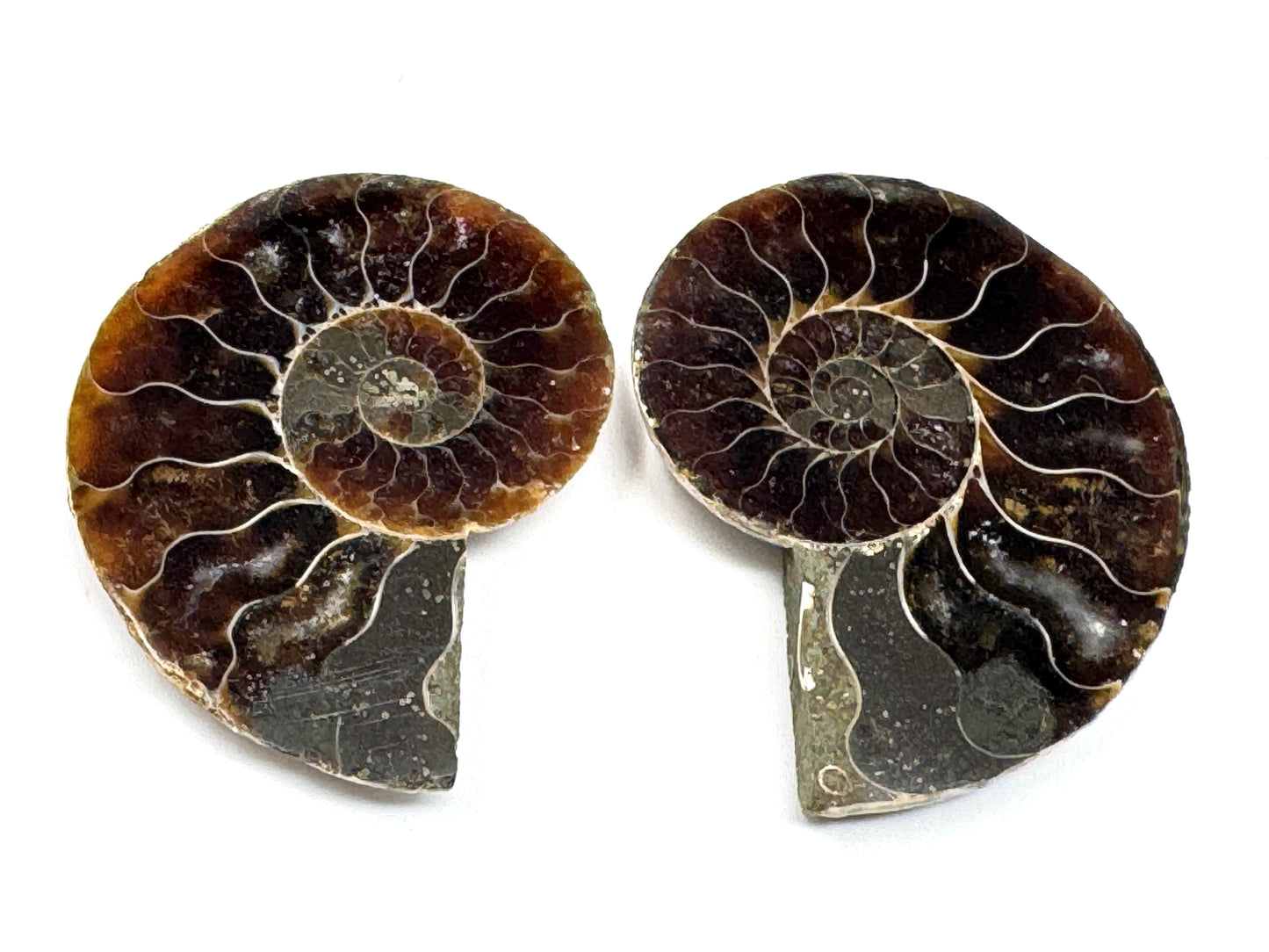 Ammonite Pair 4.4cm