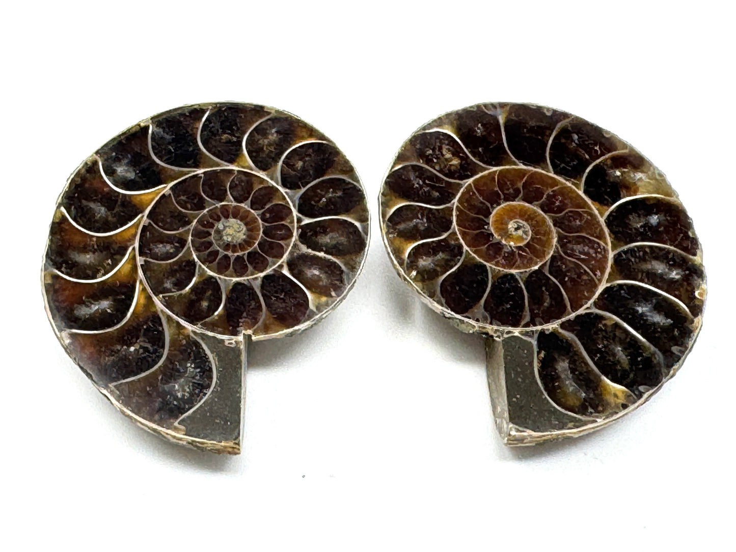Ammonite Pair 3.5cm