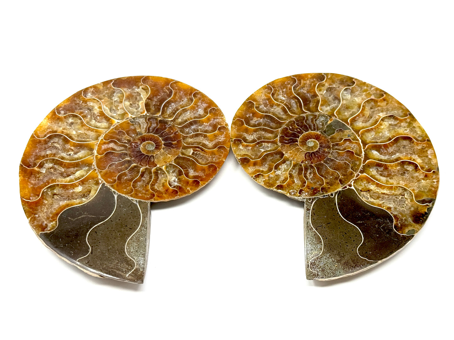 Ammonite Pair 11.3cm