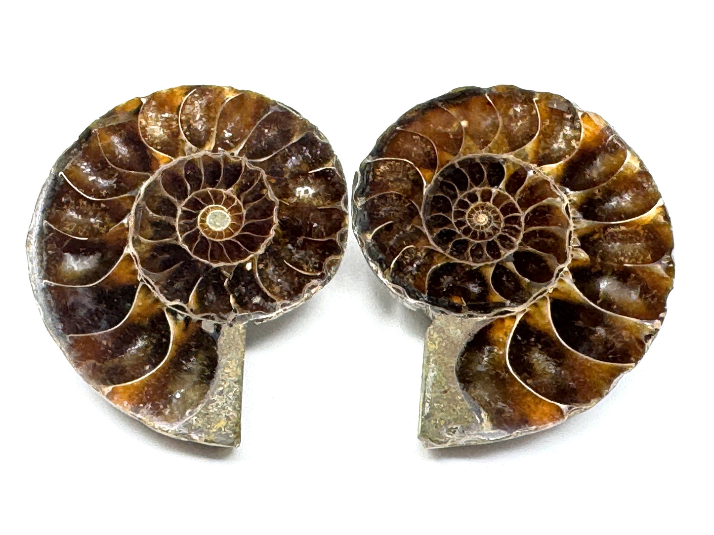 Ammonite Pair 4.7cm