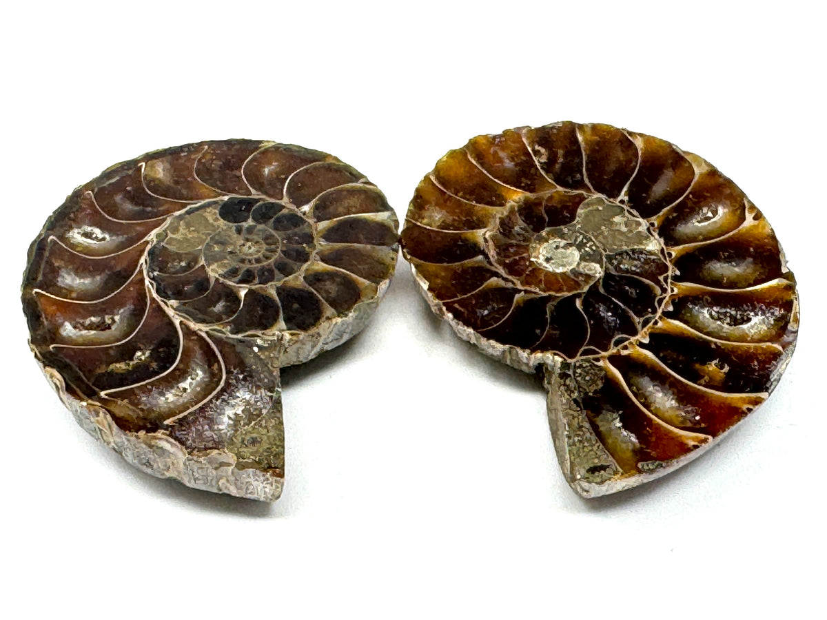 Ammonite Pair 5.1cm