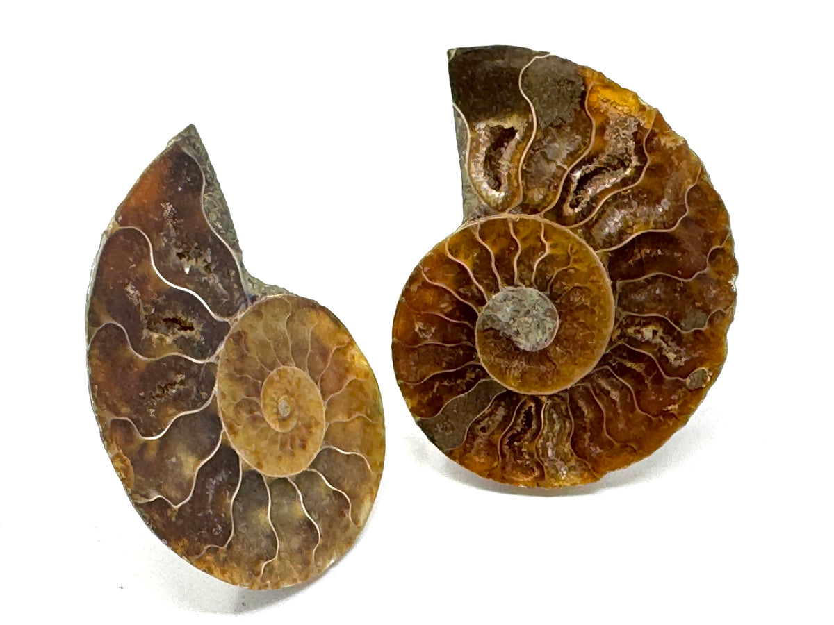Ammonite Pair 4.6cm