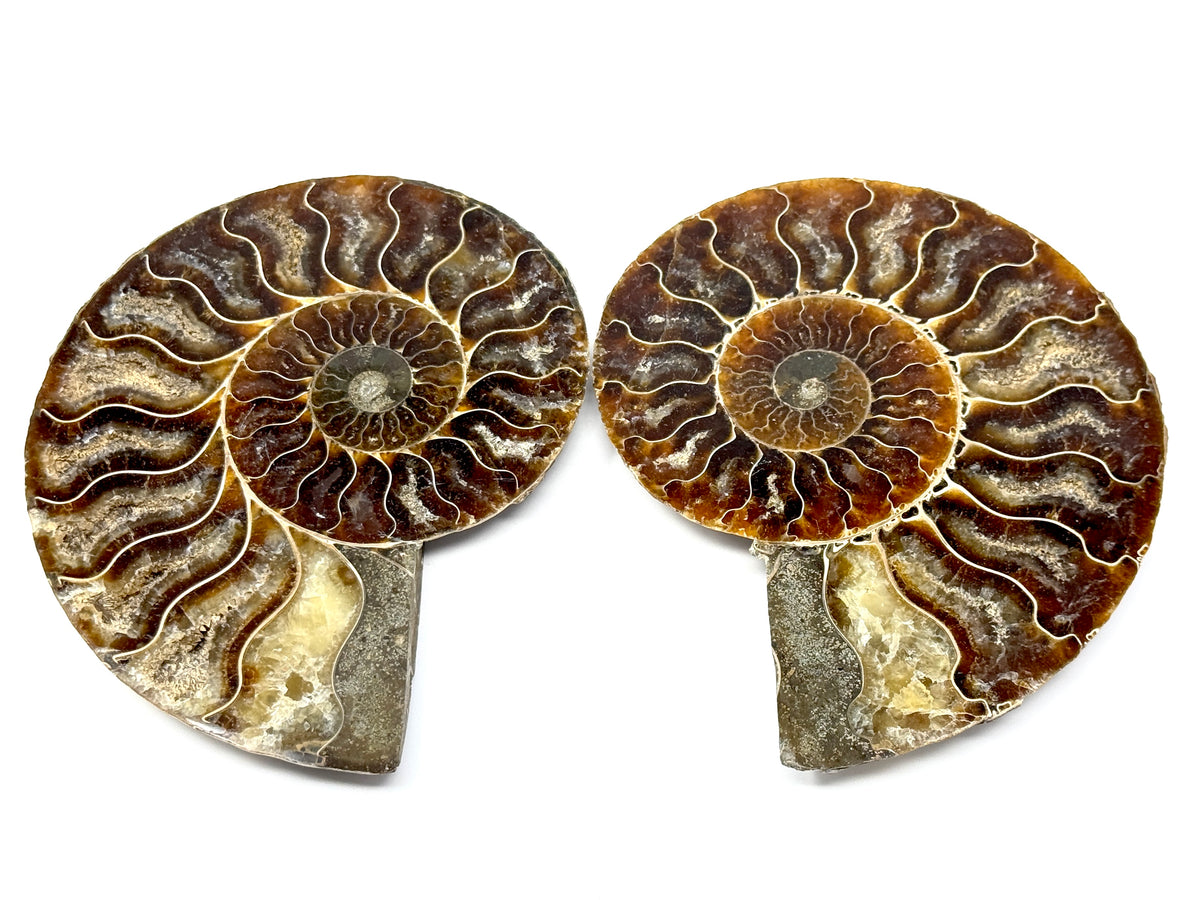 Ammonite Pair 13.5cm