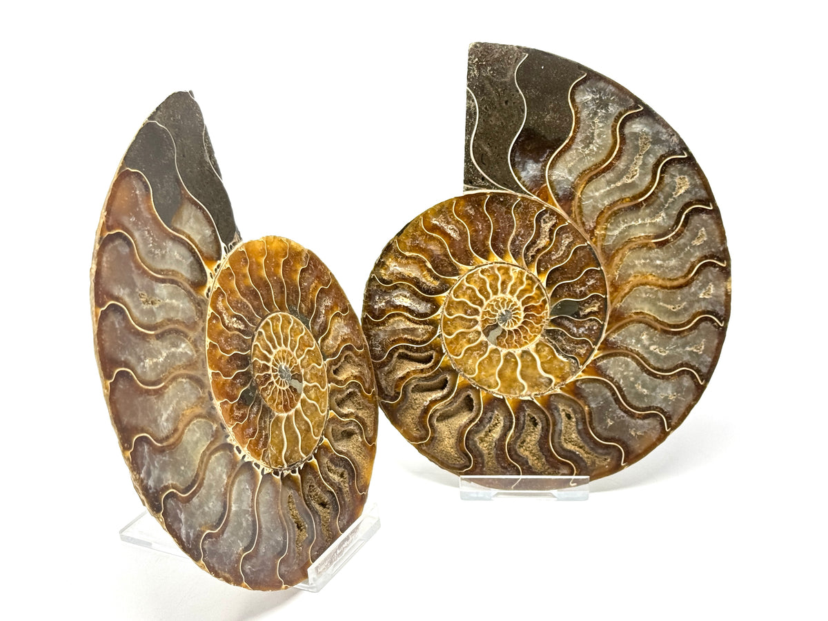 Ammonite Pair 14.4cm