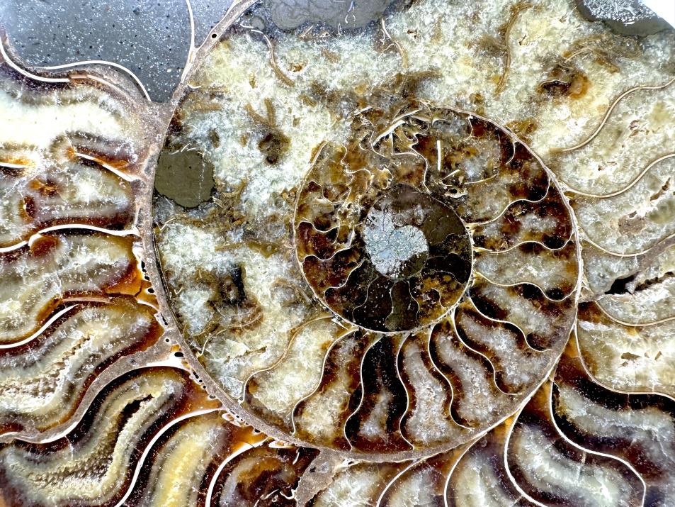 Very Large Ammonite Pair 20cm