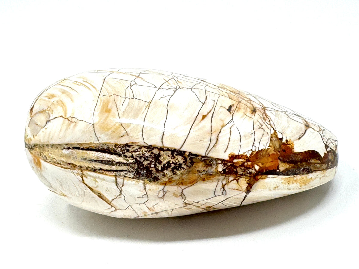 Polished Bi-Valve Fossil 7.8cm