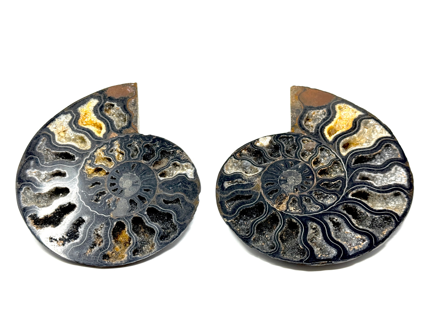 Druzy Black Ammonite Pair 12cm