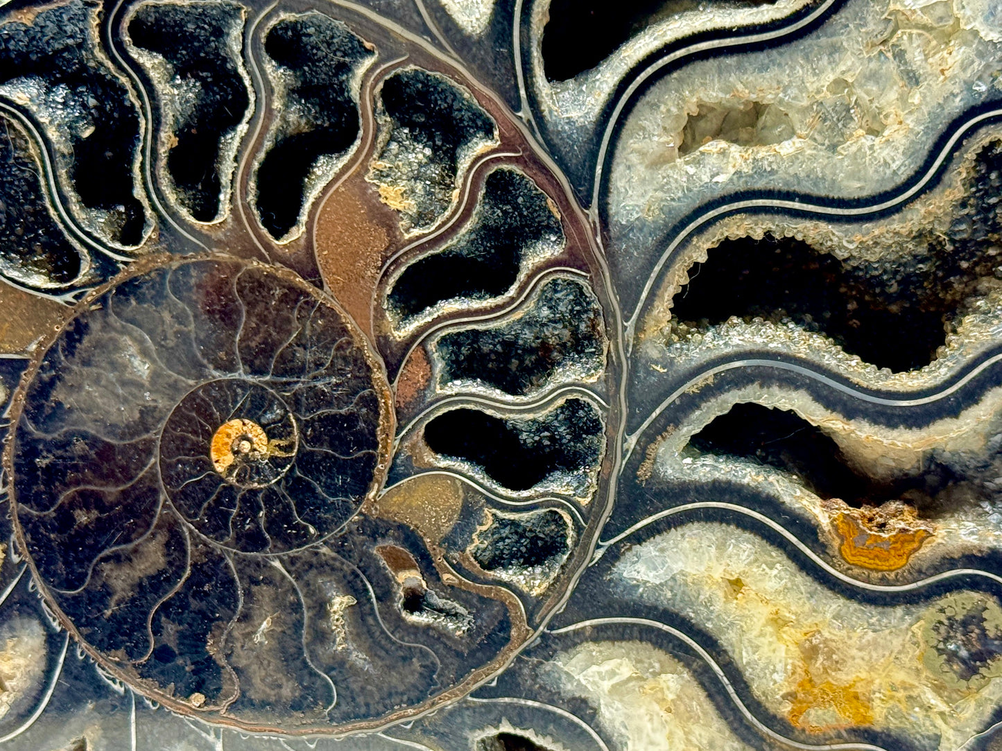 Large Druzy Black Ammonite Pair 17.5cm