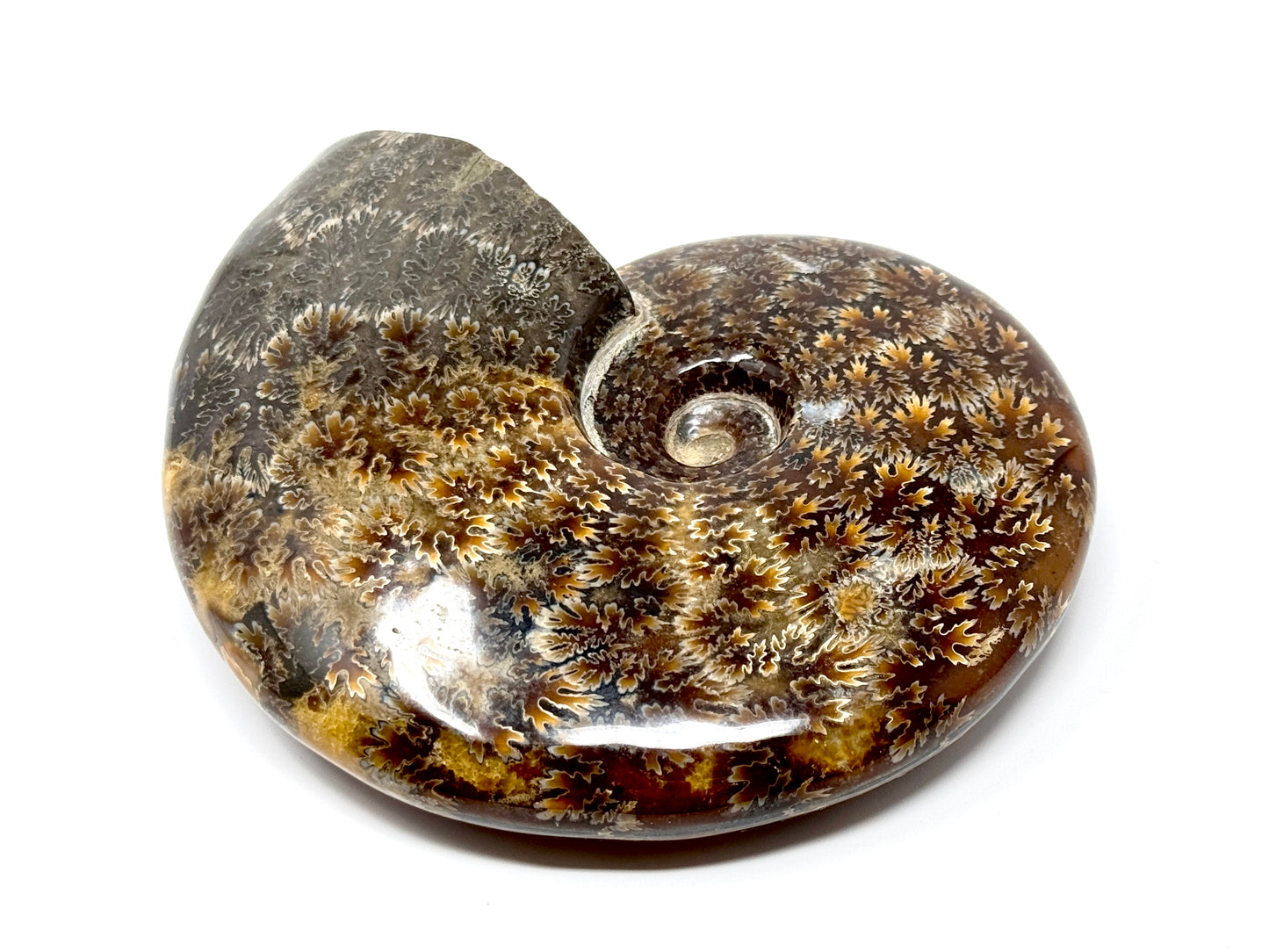 Large Polished Cleoniceras Ammonite Fossil 14.7cm