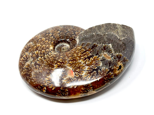 Large Polished Cleoniceras Ammonite Fossil 14.7cm