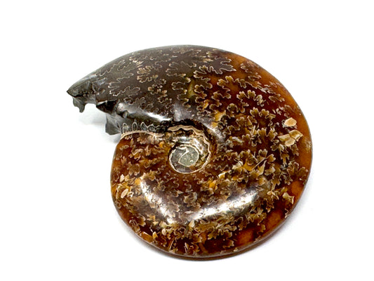 Polished Cleoniceras Ammonite Fossil 8cm