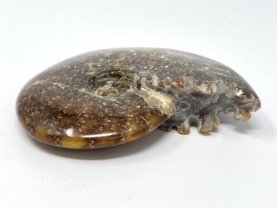 Ammonite Cleoniceras Polished 11.2cm