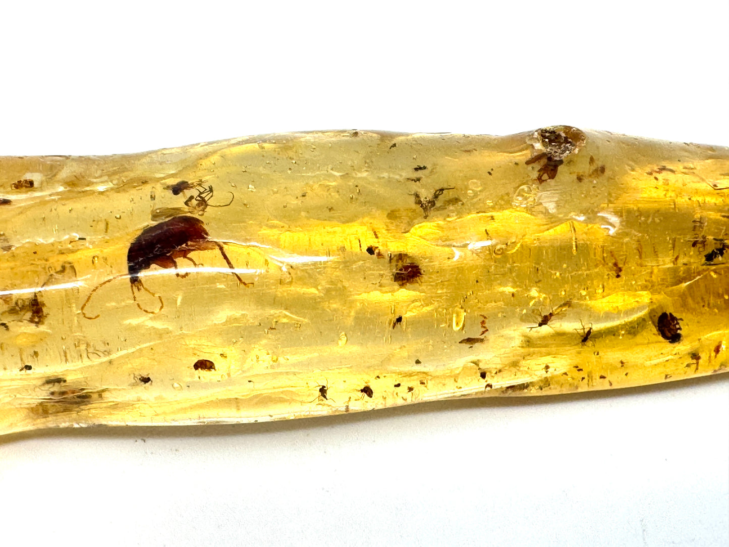 Copal With Insects 15.7cm